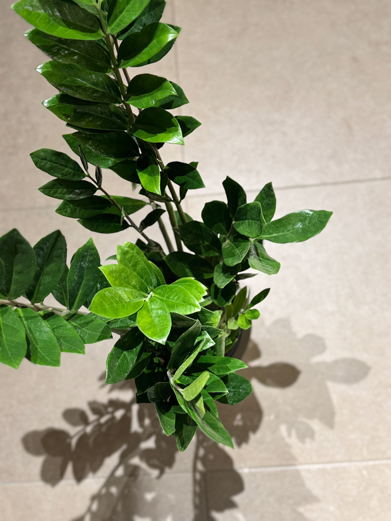 Ζάμια – Zamioculcas zamiifolia - Image 5