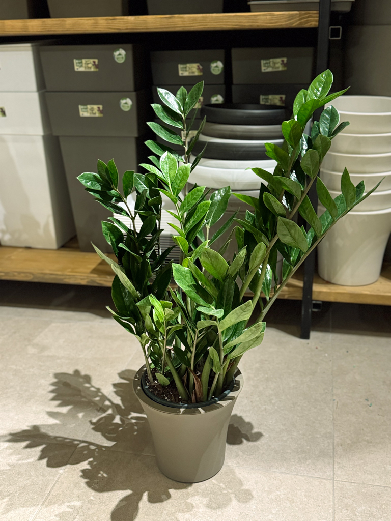 Ζάμια – Zamioculcas zamiifolia - Image 3