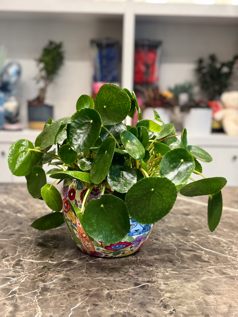 Πιλέα - Pilea Peperomoides - Image 6