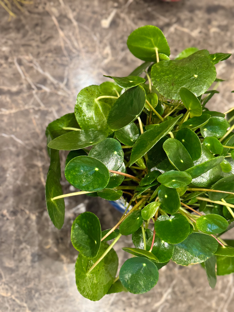 Πιλέα - Pilea Peperomoides - Image 4