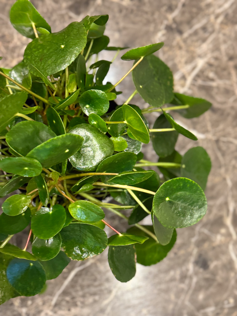 Πιλέα - Pilea Peperomoides - Image 7