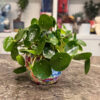 Πιλέα - Pilea Peperomoides