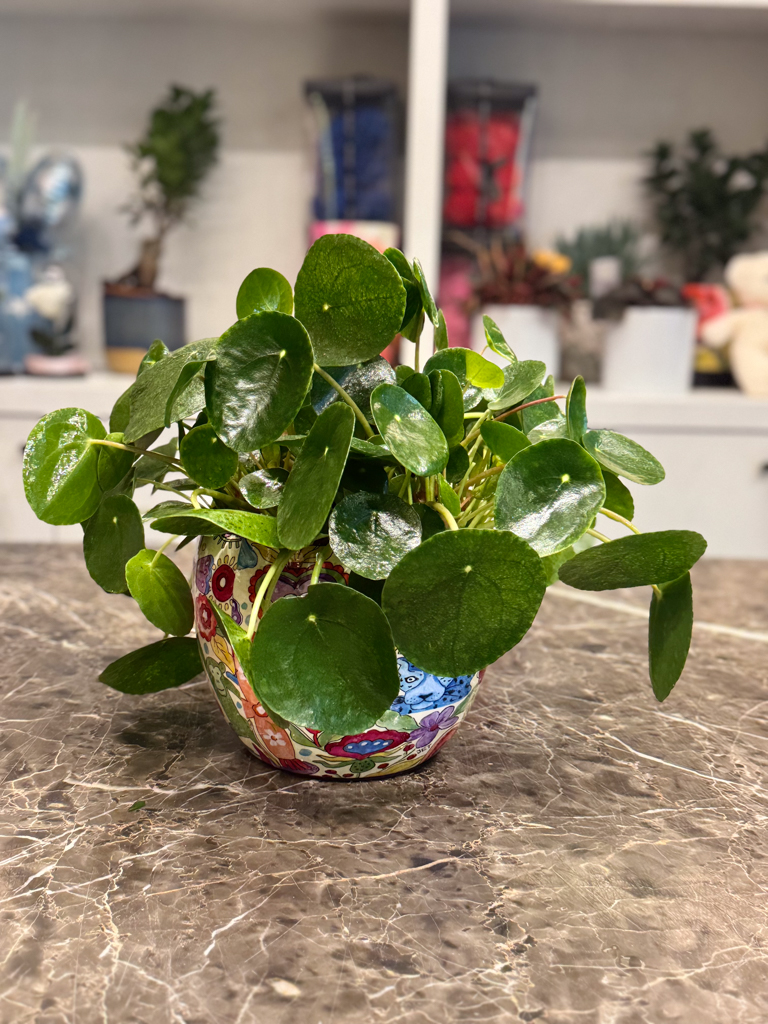 Πιλέα - Pilea Peperomoides