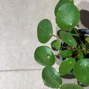 Alternative view of Πιλέα - Pilea Peperomoides
