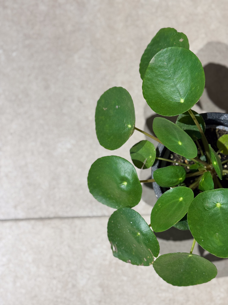 Πιλέα - Pilea Peperomoides - Image 2