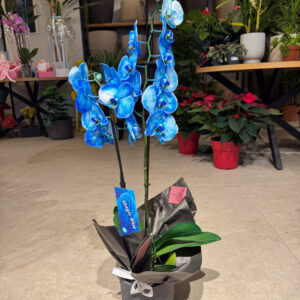 Ορχιδέα Μπλε - Orchid Phalaenopsis Blue