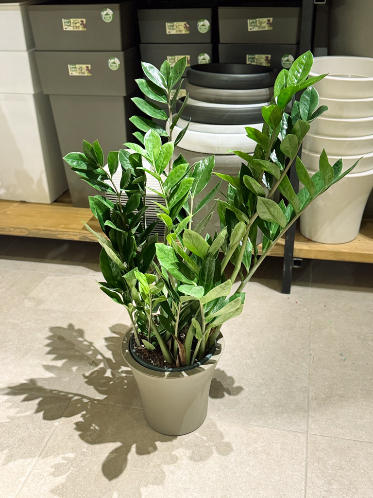 Ζάμια – Zamioculcas zamiifolia - Image 10