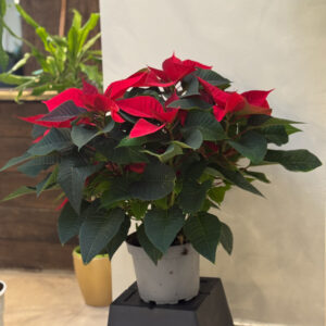Αλεξανδρινό – Poinsettia