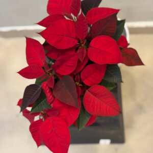 Alternative view of Αλεξανδρινό – Poinsettia