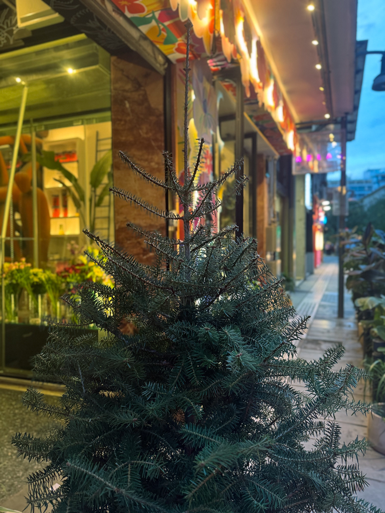 Φυσικό Έλατο σε Γλάστρα