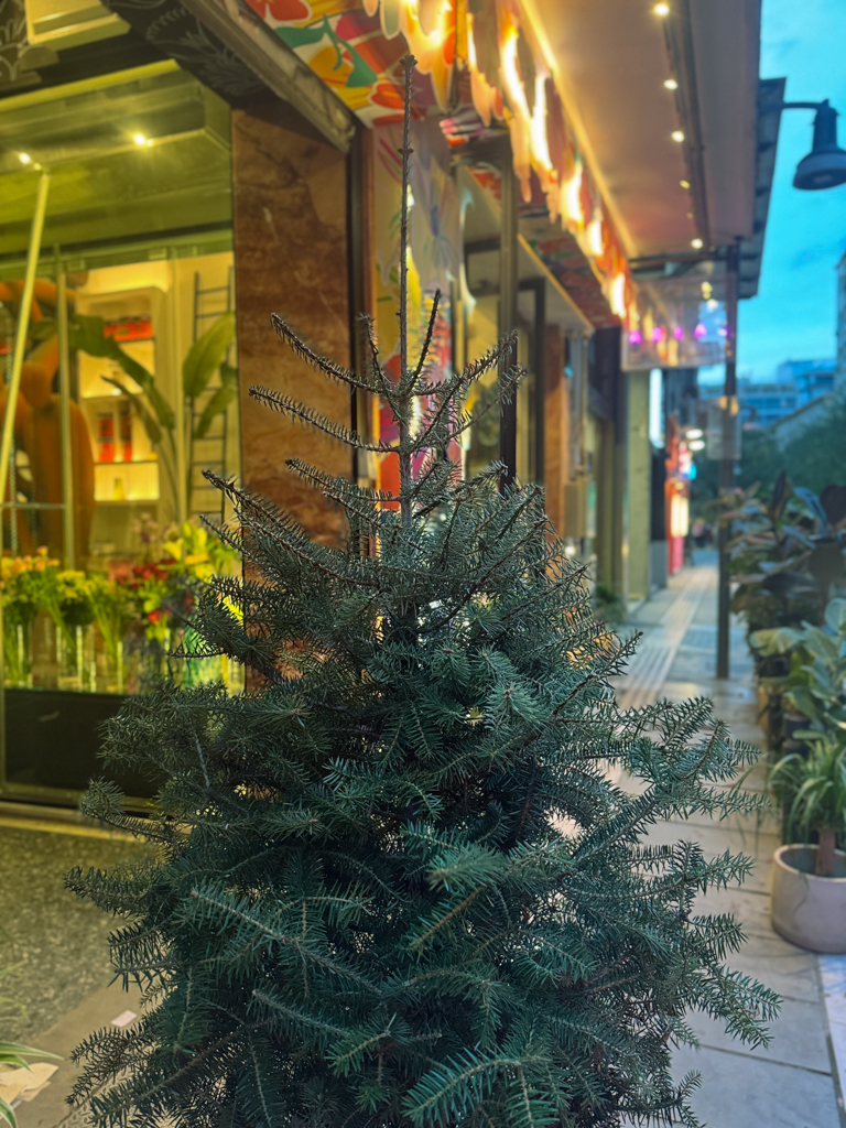 Φυσικό Έλατο σε Γλάστρα - Image 4