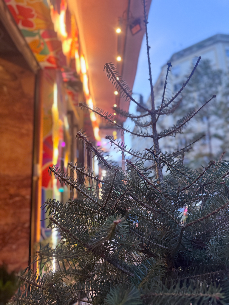 Φυσικό Έλατο σε Γλάστρα - Image 5