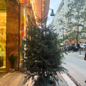 Alternative view of Φυσικό Έλατο σε Γλάστρα