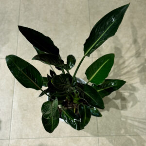 Alternative view of Στερλίτσια Ρεγγίνα 3 Ρίζες- Sterlitzia Reginae