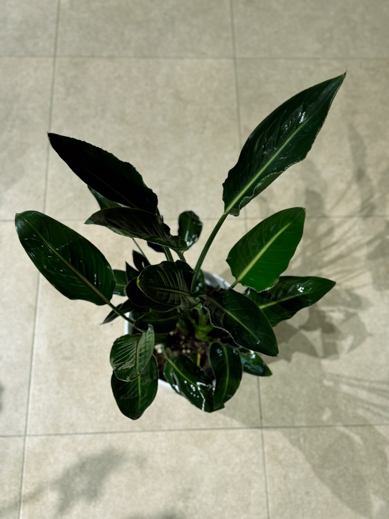 Στερλίτσια Ρεγγίνα 3 Ρίζες- Sterlitzia Reginae - Image 2