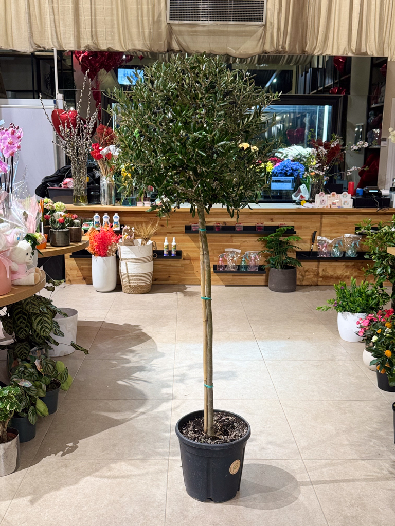 Ελιά – Olea Europaea - Image 4