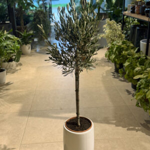 Ελιά – Olea Europaea