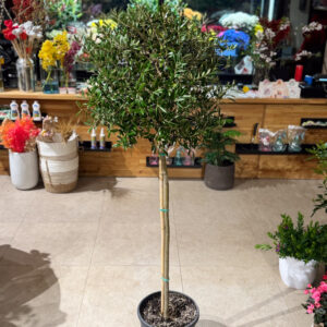 Ελιά – Olea Europaea