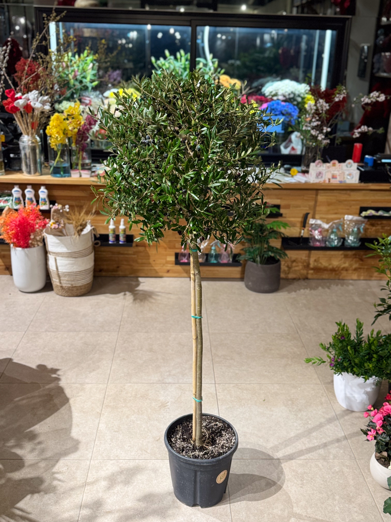 Ελιά – Olea Europaea