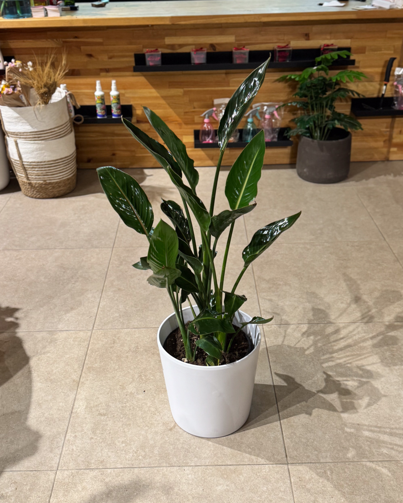 Στερλίτσια Ρεγγίνα 3 Ρίζες- Sterlitzia Reginae - Image 3