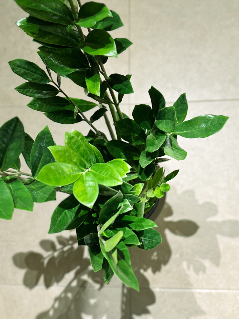 Ζάμια – Zamioculcas zamiifolia - Image 11