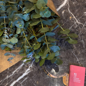 Ευκάλυπτος - Eucalyptus Myrtaceae