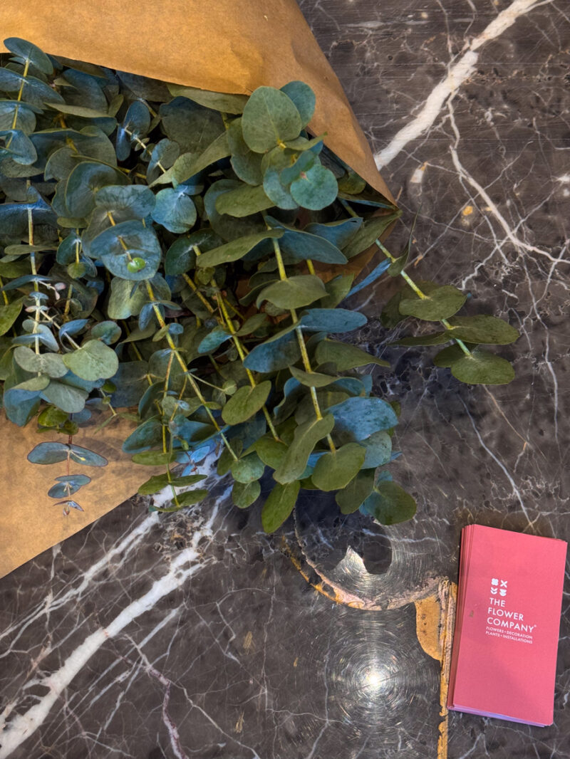 Ευκάλυπτος - Eucalyptus Myrtaceae