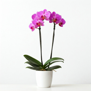 Ορχιδέα – Orchid Phalaenopsis