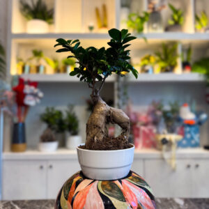 Φίκος Τζίνσενγκ - Ficus Ginseng