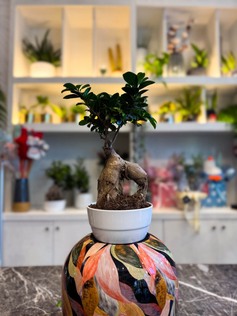 Φίκος Τζίνσενγκ - Ficus Ginseng
