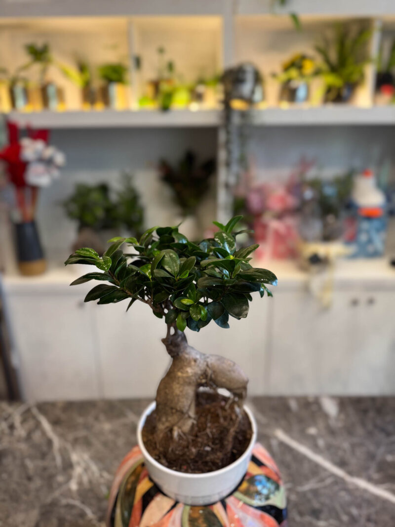 Φίκος Τζίνσενγκ - Ficus Ginseng - Image 2