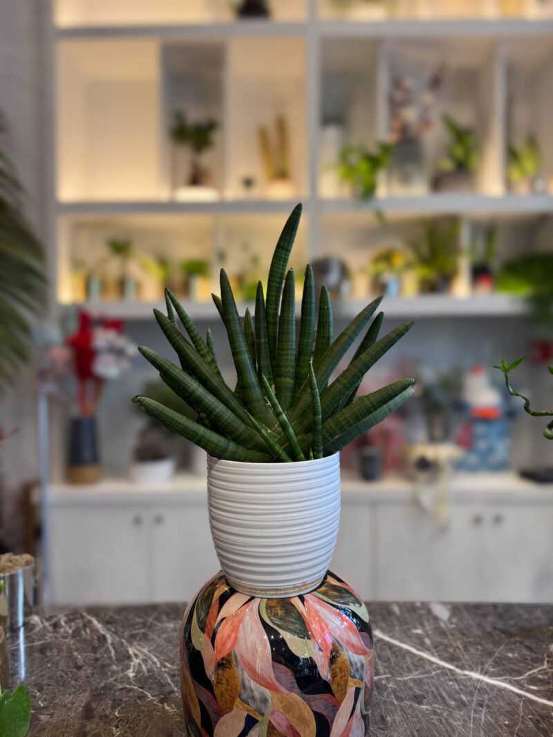 Σανσεβιέρια Κυλινδρόφυλλη – Sansevieria Cylindrica - Image 2