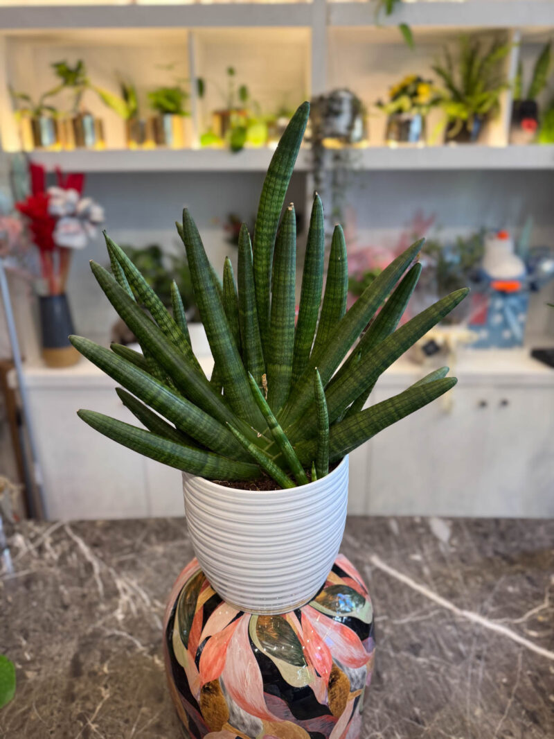 Σανσεβιέρια Κυλινδρόφυλλη – Sansevieria Cylindrica - Image 3