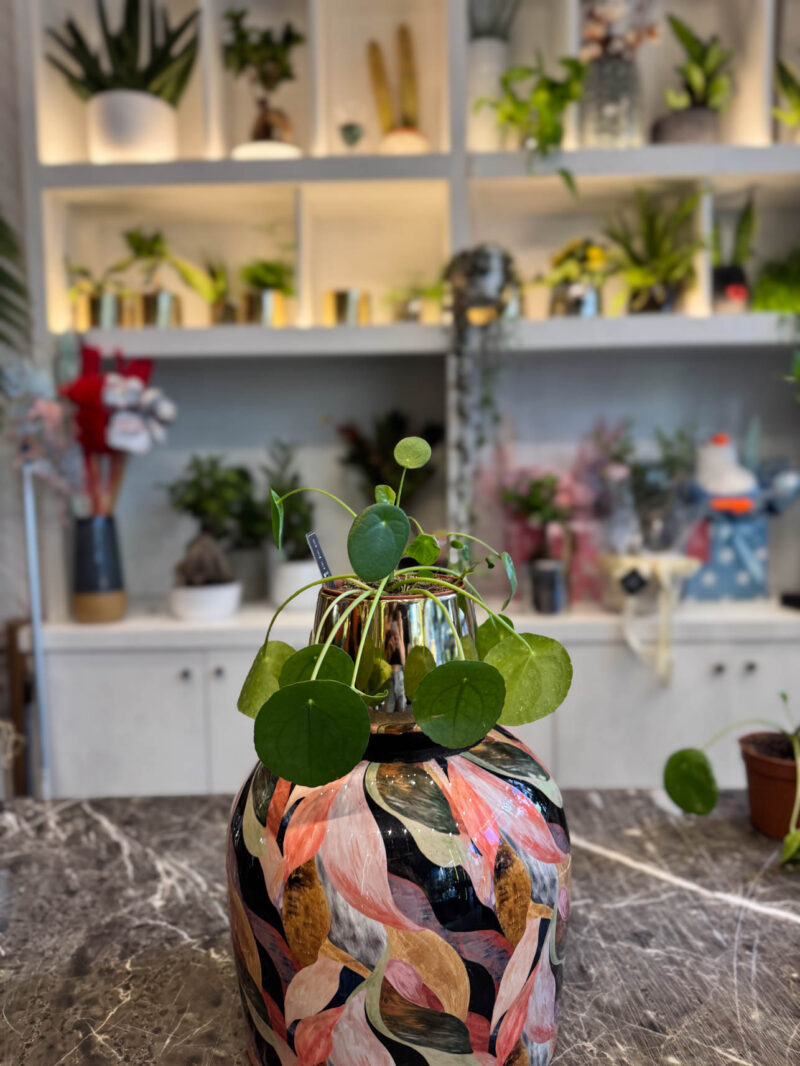 Πιλέα - Pilea Peperomoides - Image 2