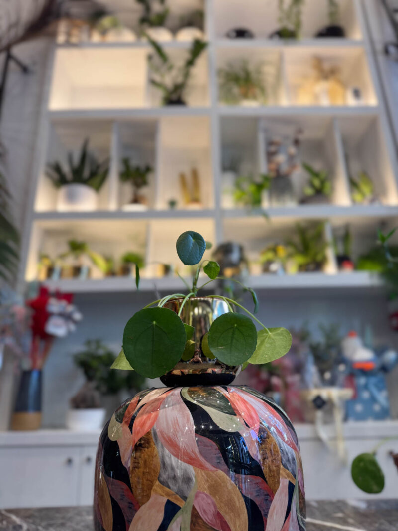 Πιλέα - Pilea Peperomoides - Image 3