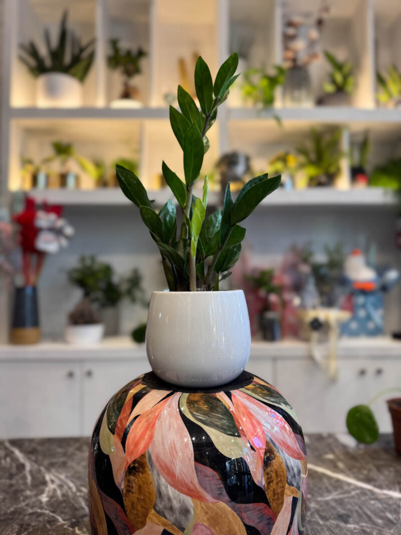 Ζάμια – Zamioculcas zamiifolia - Image 2