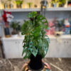 Monstera Monkey - Adansonii