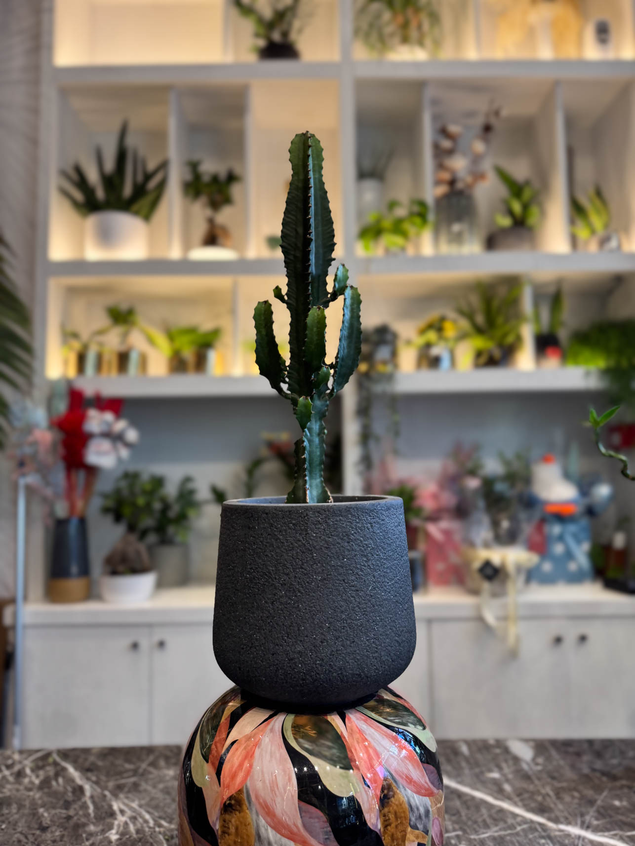 Ευφόρμπια Ερυτρέα - Euphorbia eritrea - Image 3