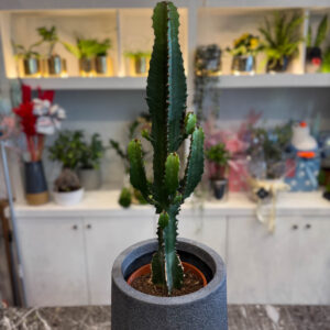 Ευφόρμπια Ερυτρέα - Euphorbia eritrea