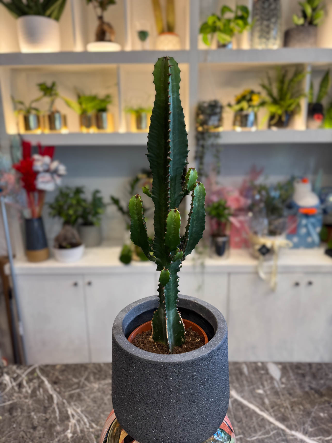 Ευφόρμπια Ερυτρέα - Euphorbia eritrea