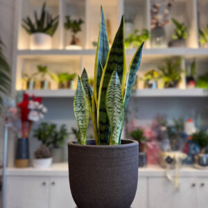 Σανσιβέρια - Sansevieria