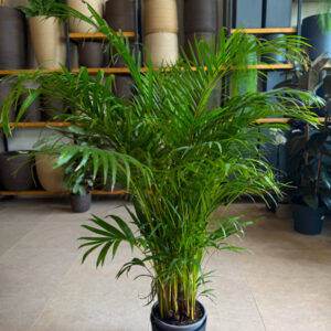 Alternative view of Αρέκα - Chrysalidocarpus Lutescens
