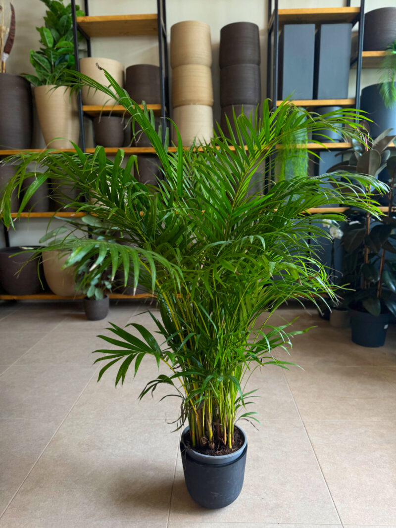 Αρέκα - Chrysalidocarpus Lutescens - Image 2
