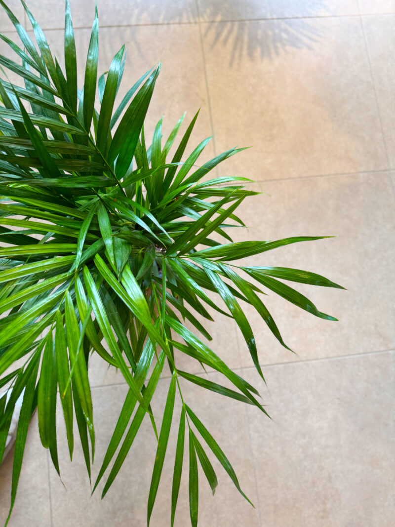 Αρέκα - Chrysalidocarpus Lutescens - Image 7