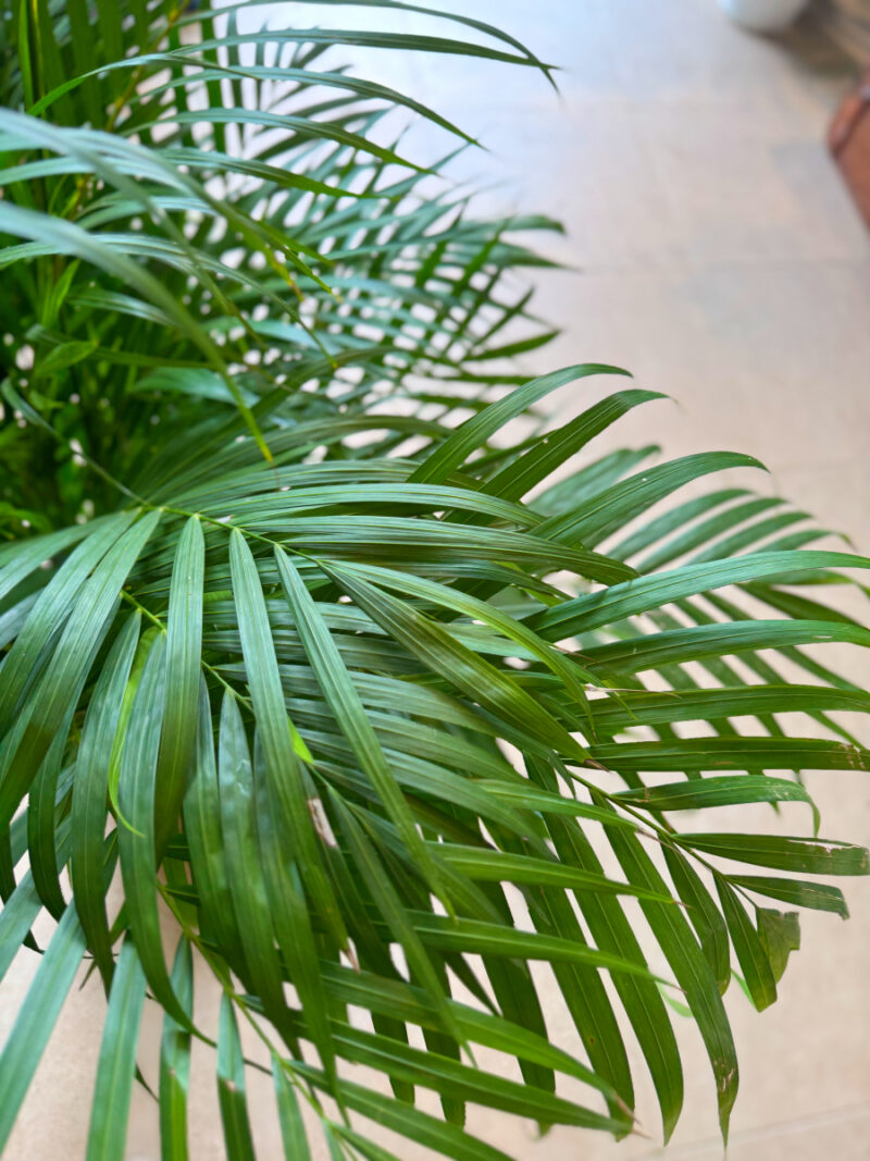 Αρέκα - Chrysalidocarpus Lutescens - Image 3