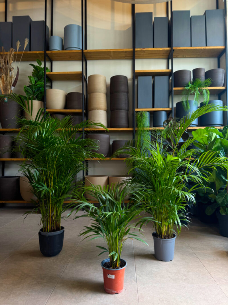Αρέκα - Chrysalidocarpus Lutescens - Image 4