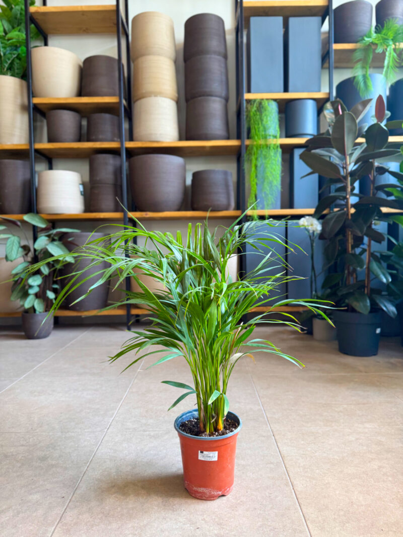 Αρέκα - Chrysalidocarpus Lutescens - Image 5