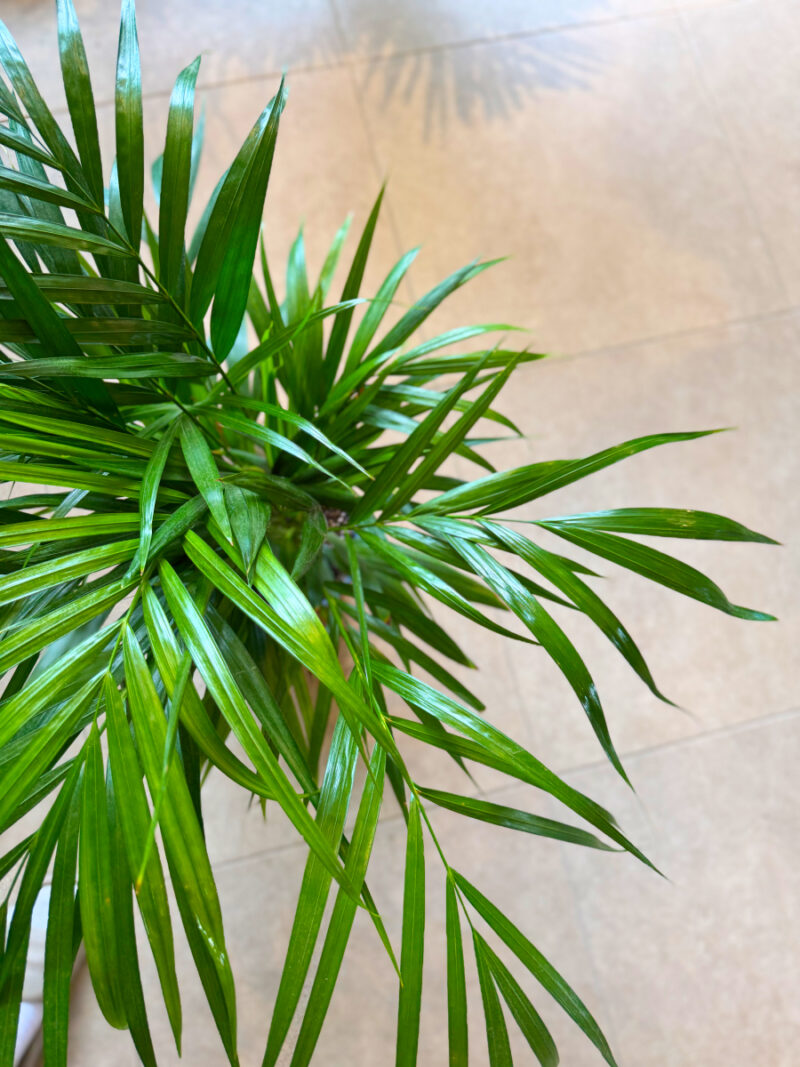 Αρέκα - Chrysalidocarpus Lutescens - Image 6