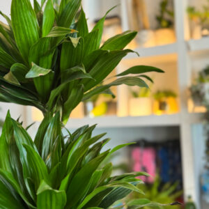 Alternative view of Δράκαινα - Dracaena Compacta
