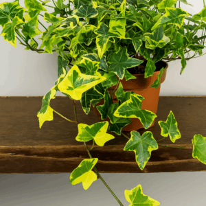 Κισσός Goldchild – Hedera helix 'Goldchild'